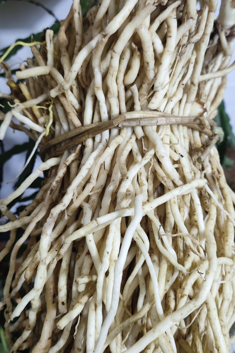 万寿竹