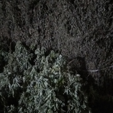 黄土高原岐黄故里艾草