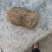 猪宝