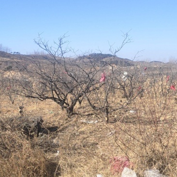 花椒树成树（两万棵）