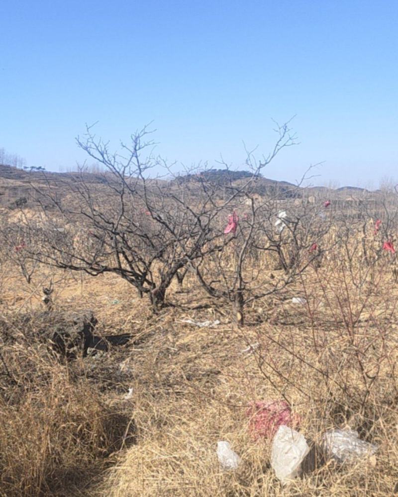 花椒树成树（两万棵）