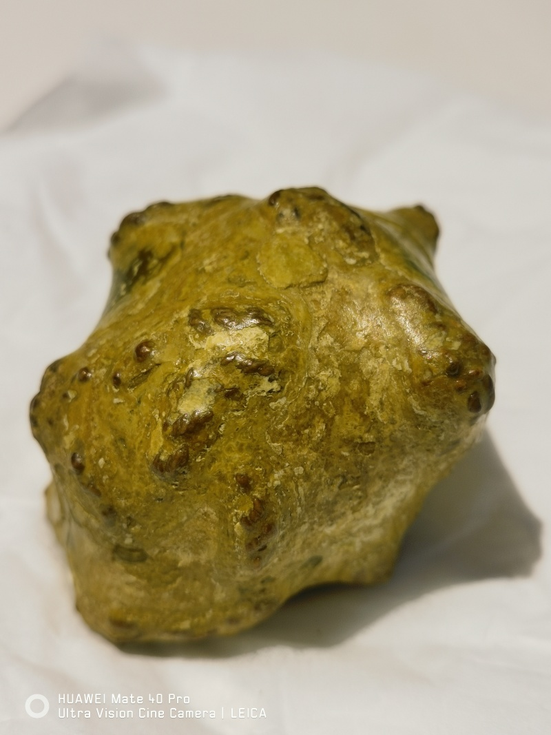 羊胃结石