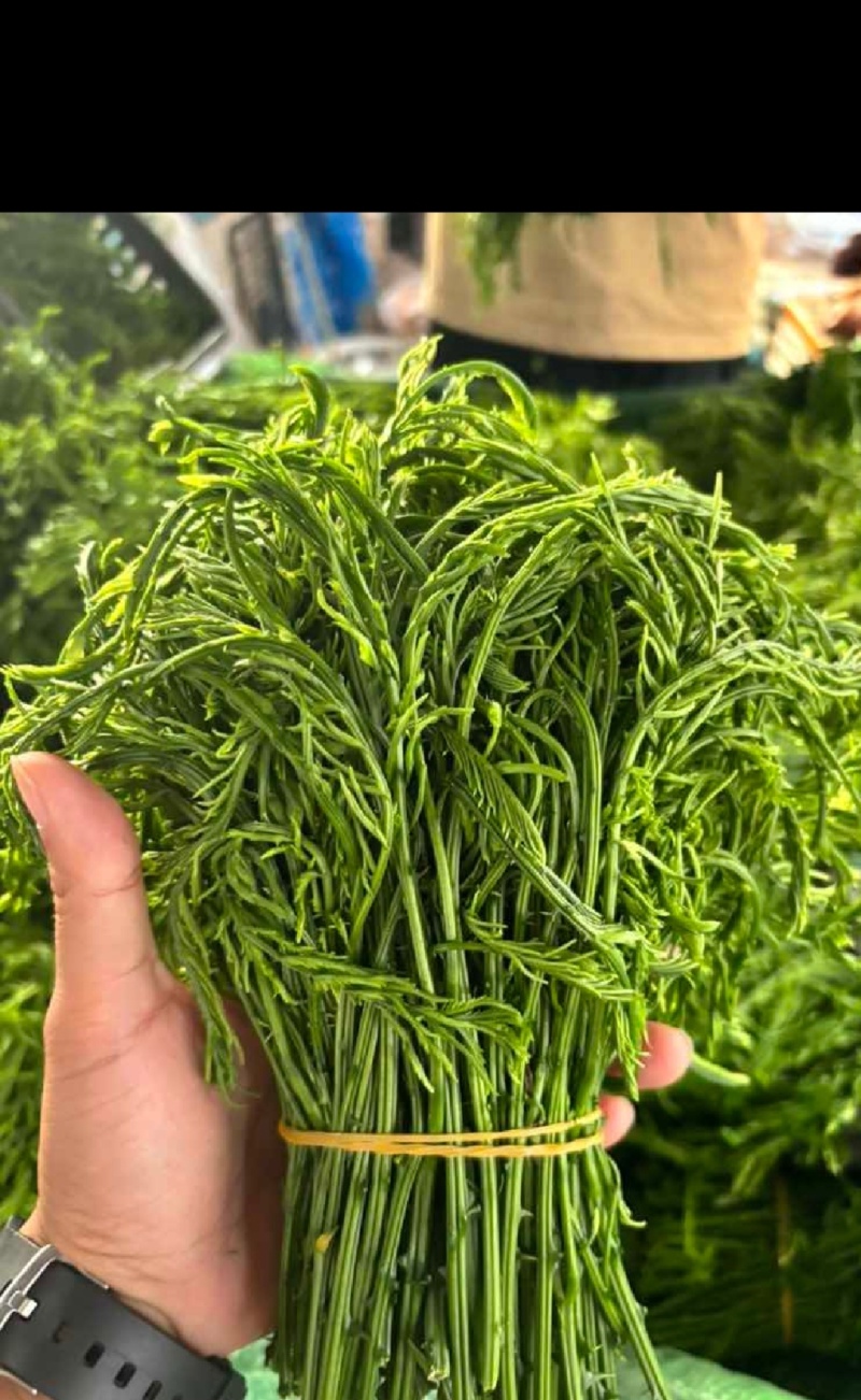 云南臭菜，学名羽叶金合欢