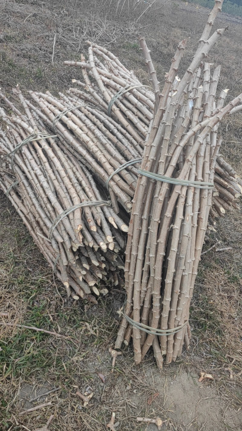 开春啦，开春啦，，大量批发黄肉木薯种