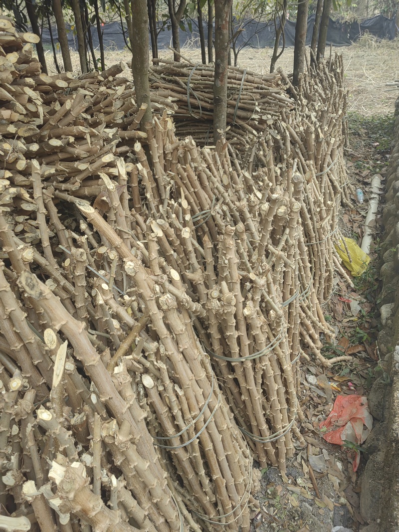 开春啦，开春啦，，大量批发黄肉木薯种