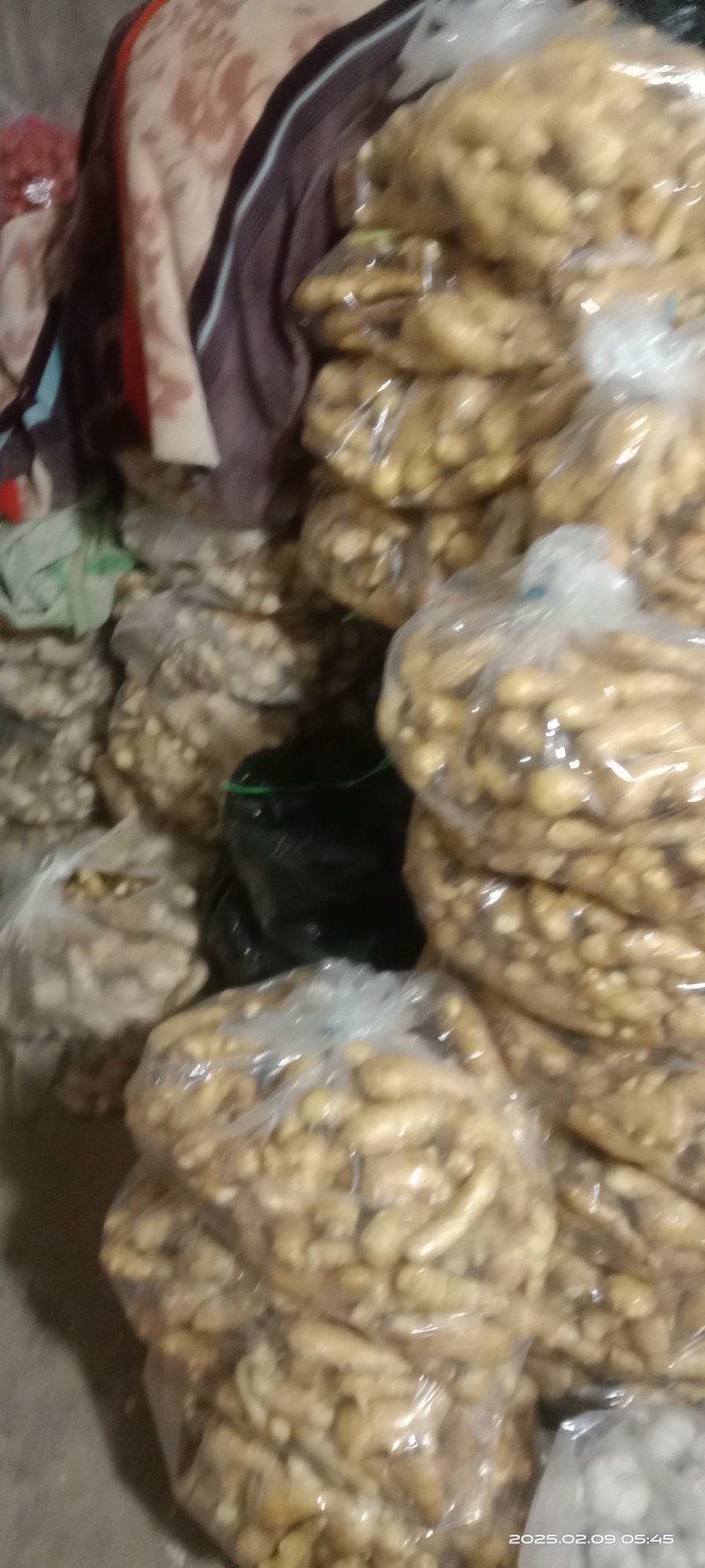 现货好姜随时可以发货规格小姜