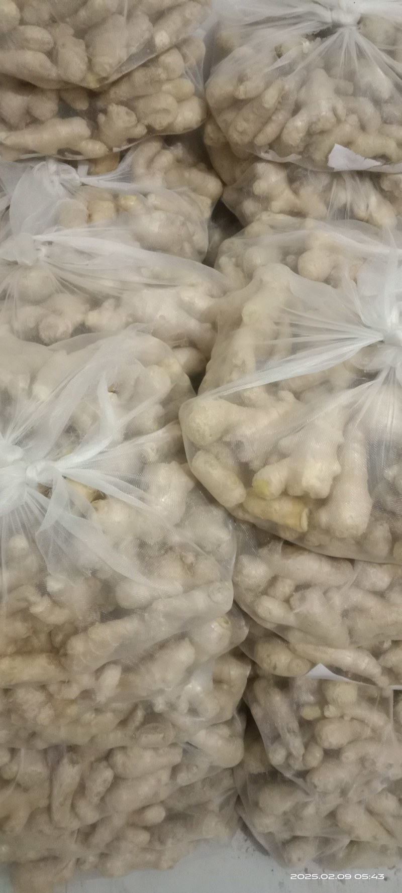 现货好姜随时可以发货规格小姜
