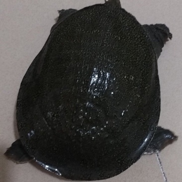 甲鱼
