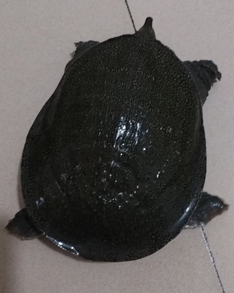 甲鱼