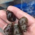 食用螺：饲料螺：红螺：商品螺：
