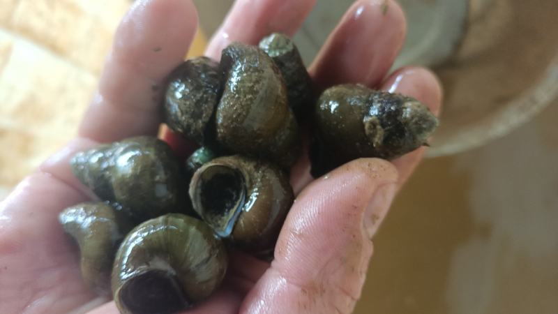 食用螺：饲料螺：红螺：商品螺：