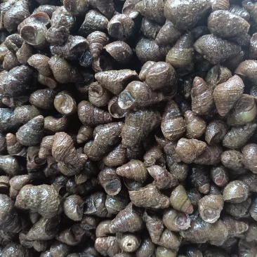 食用螺：饲料螺：红螺：商品螺：