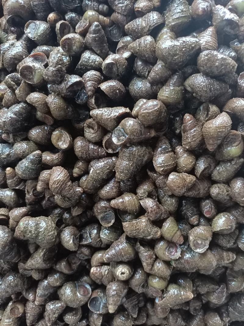 食用螺：饲料螺：红螺：商品螺：