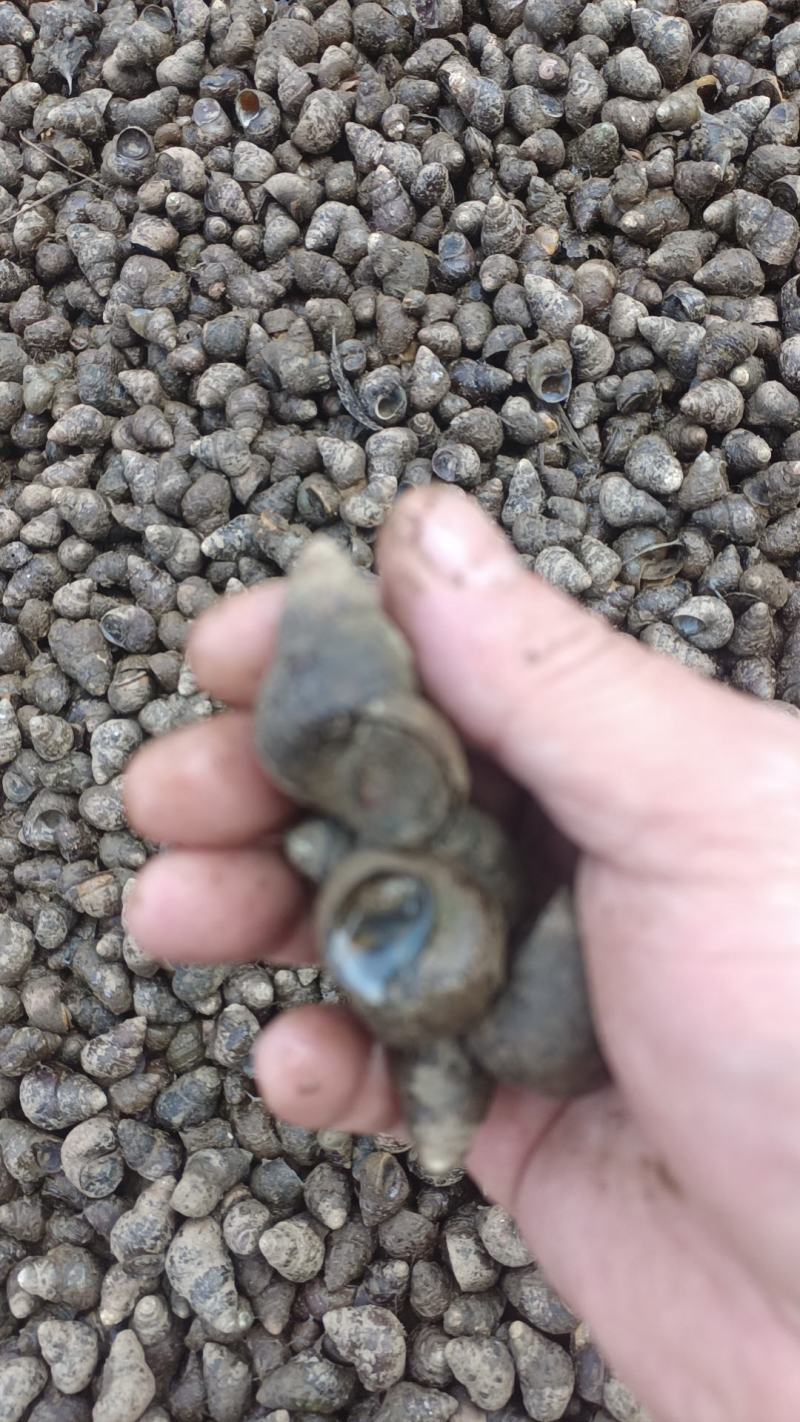 食用螺：饲料螺：红螺：商品螺：