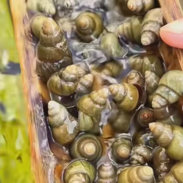 清水螺狮