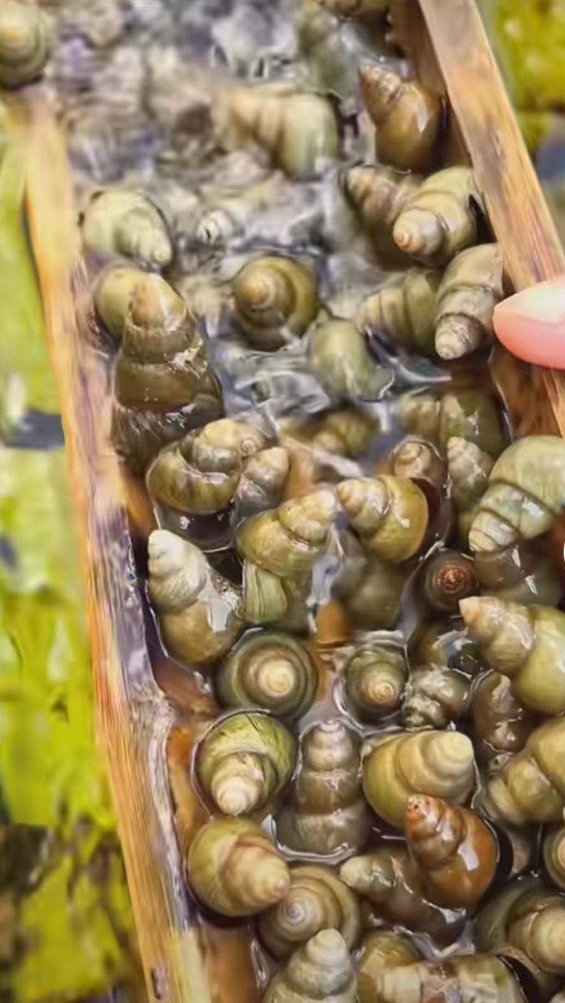 清水螺狮