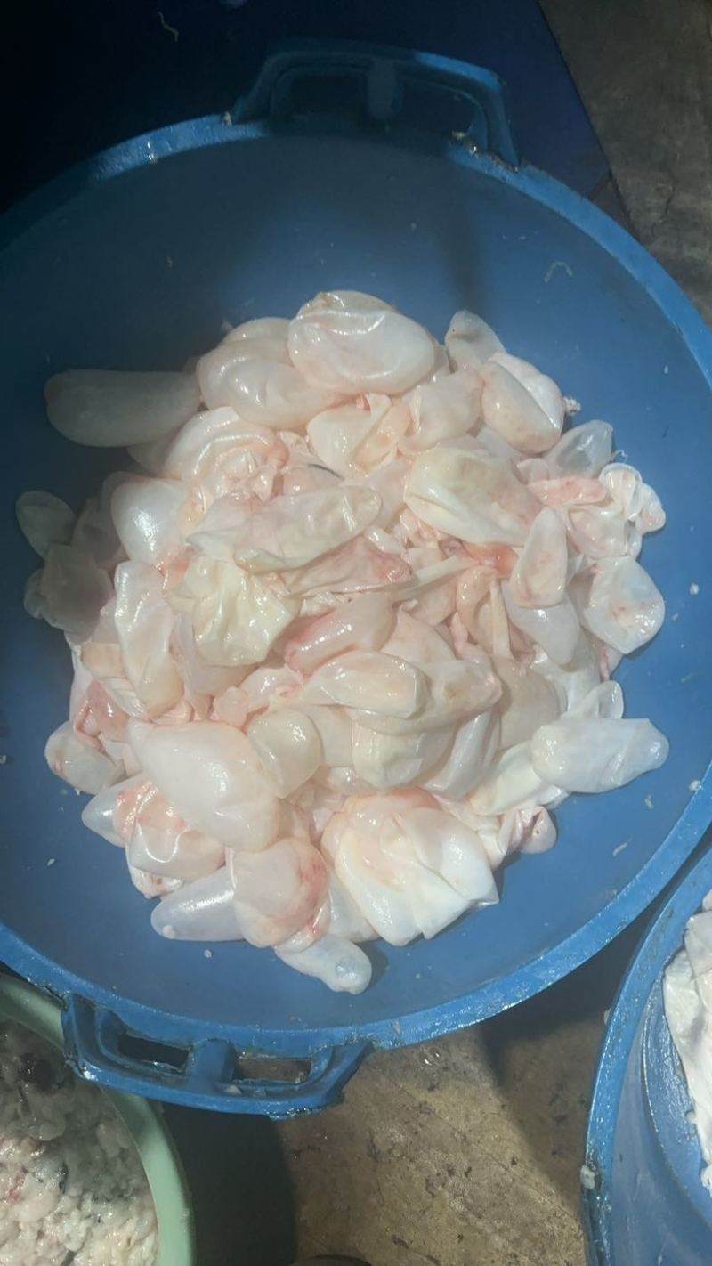 鱼泡内泡白鲢鱼花鲢鱼