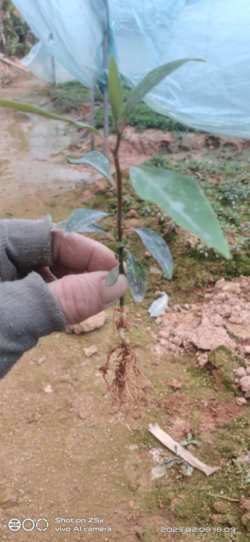 木姜子芽苗杯苗