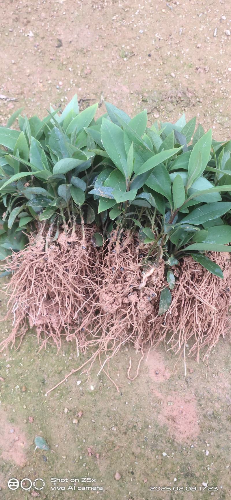 木姜子芽苗杯苗