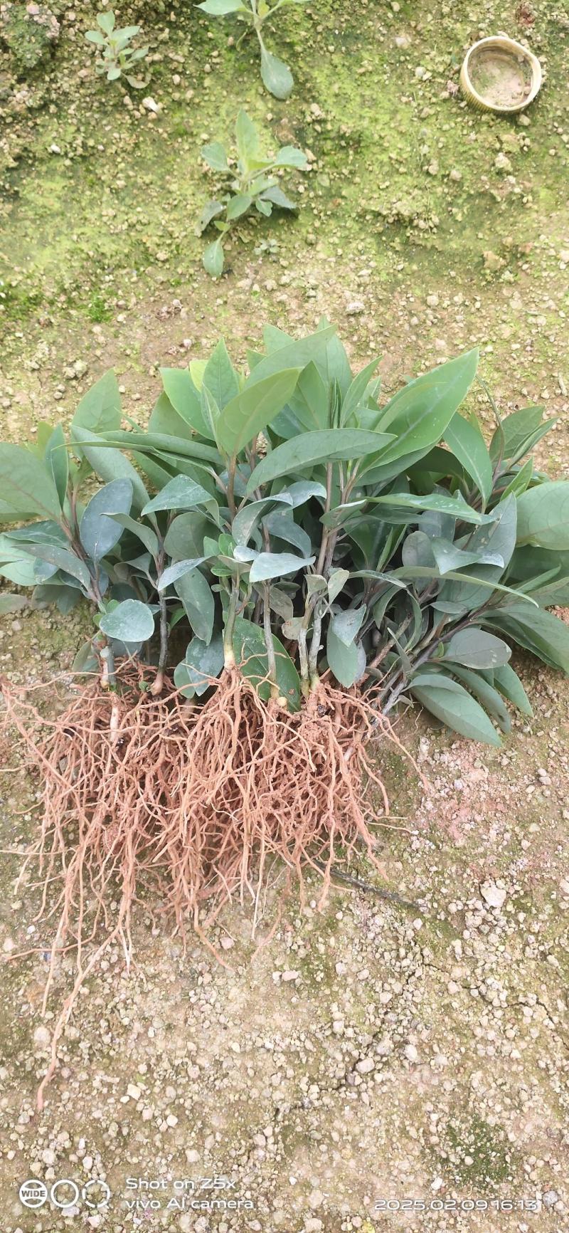 木姜子芽苗杯苗
