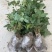 八月瓜苗三年苗当年种植第2年挂果。