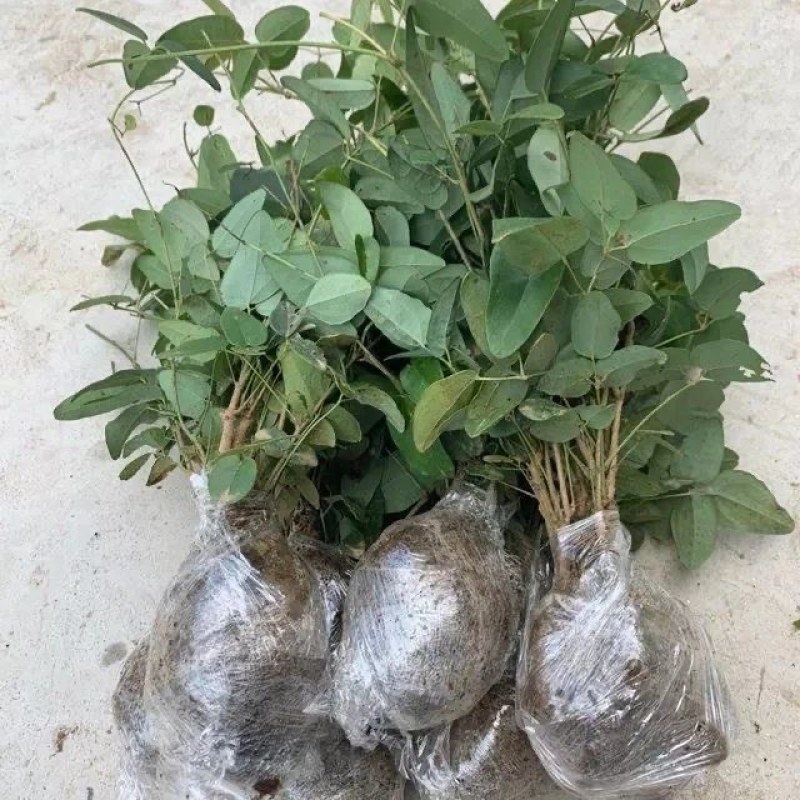 八月瓜苗三年苗当年种植第2年挂果。