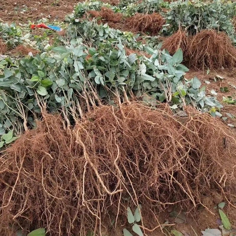 八月瓜苗三年苗当年种植第2年挂果。