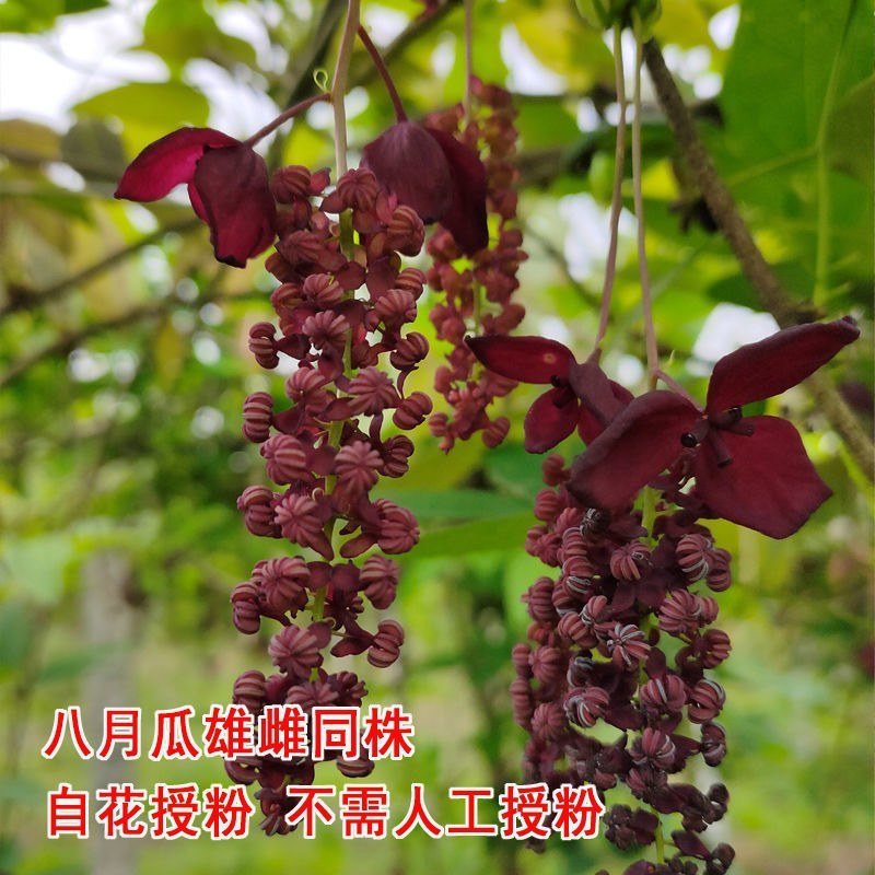 八月瓜苗三年苗当年种植第2年挂果。