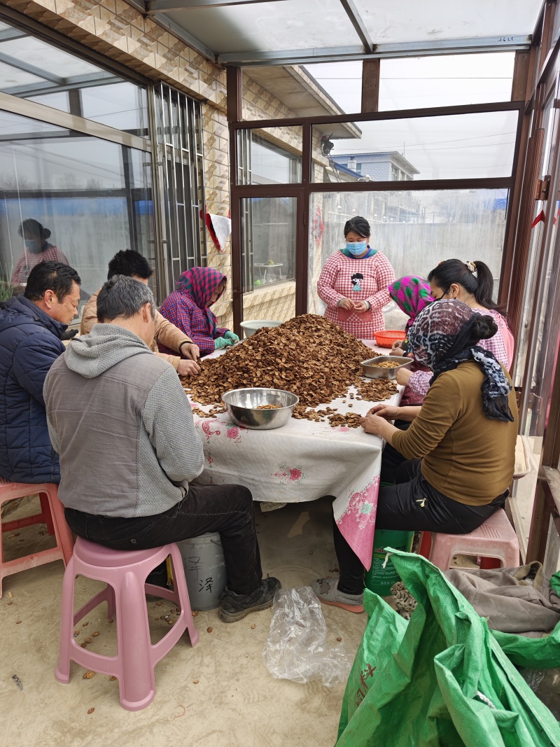 毛桃芽种子