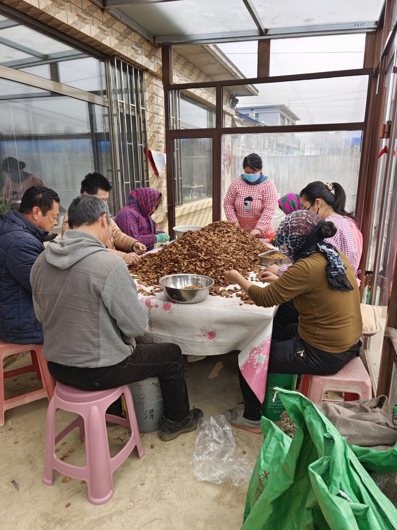 毛桃芽种子