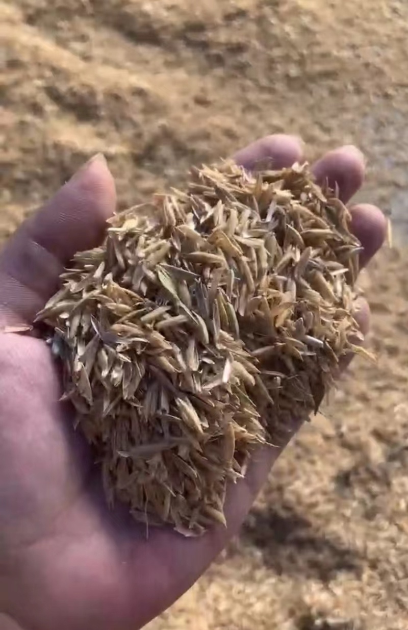 酿酒稻壳/过筛除尘稻壳/高品质稻壳
