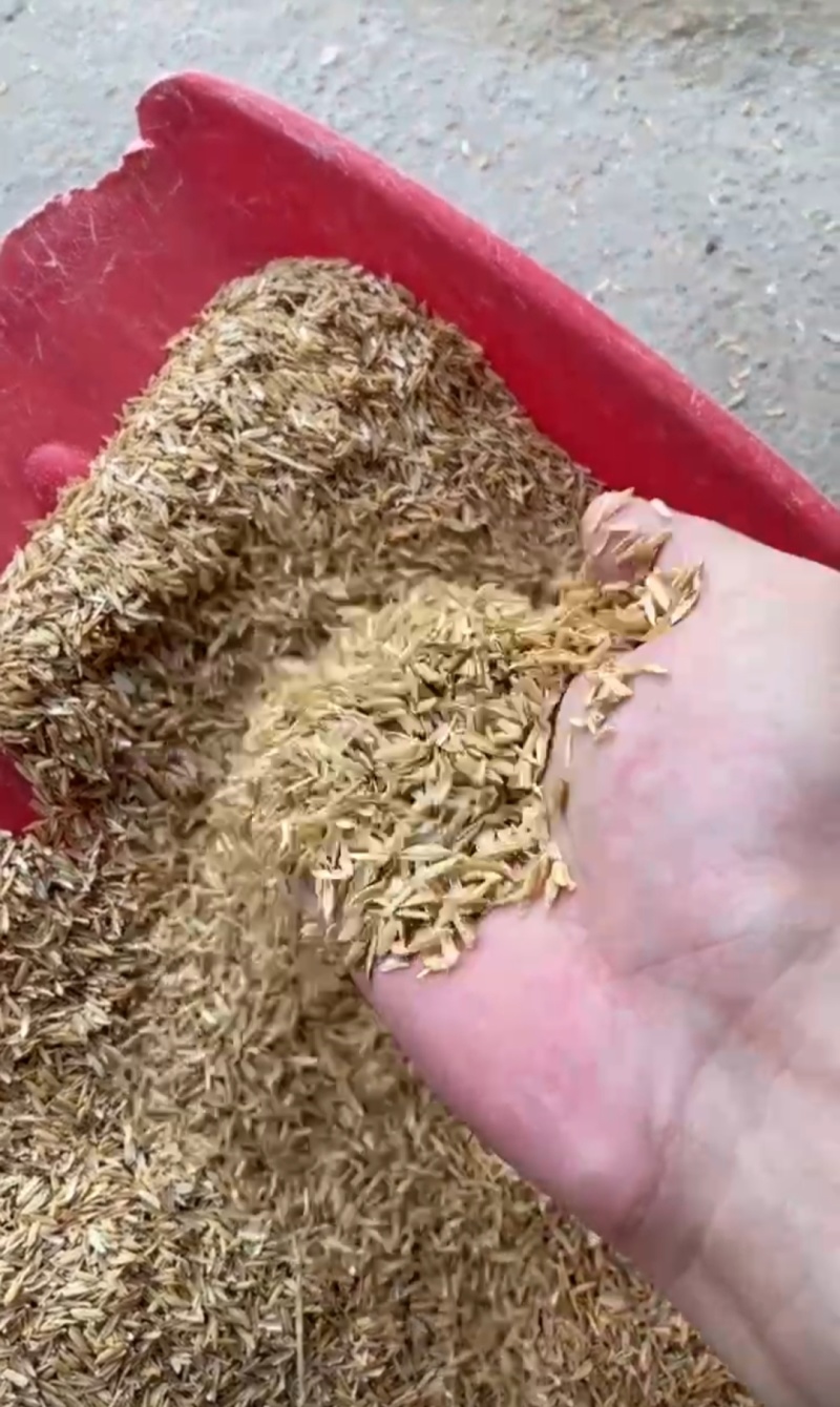 酿酒稻壳/过筛除尘稻壳/高品质稻壳