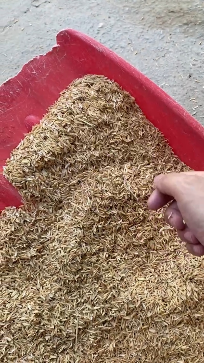 酿酒稻壳/过筛除尘稻壳/高品质稻壳