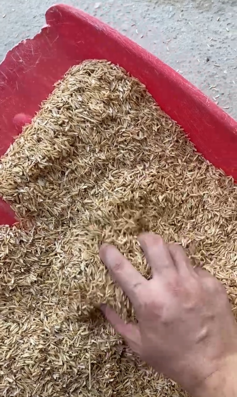 酿酒稻壳/过筛除尘稻壳/高品质稻壳