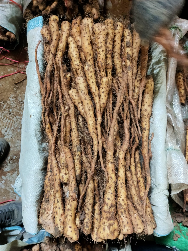 铁棍山药豆苗