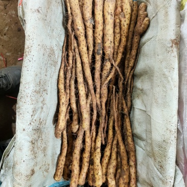 铁棍山药豆苗