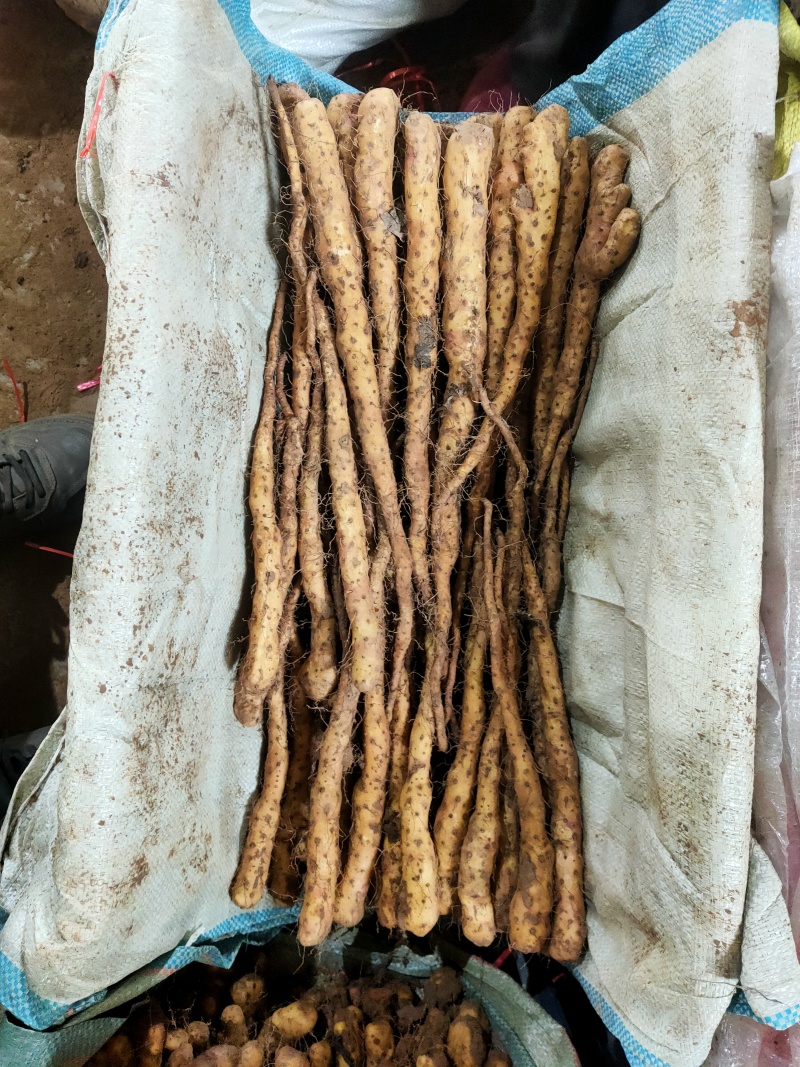 铁棍山药豆苗