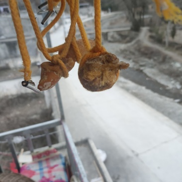 鸡宝