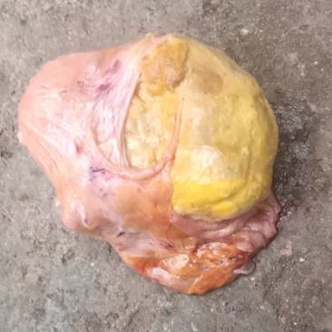 鸡身上的鸡宝