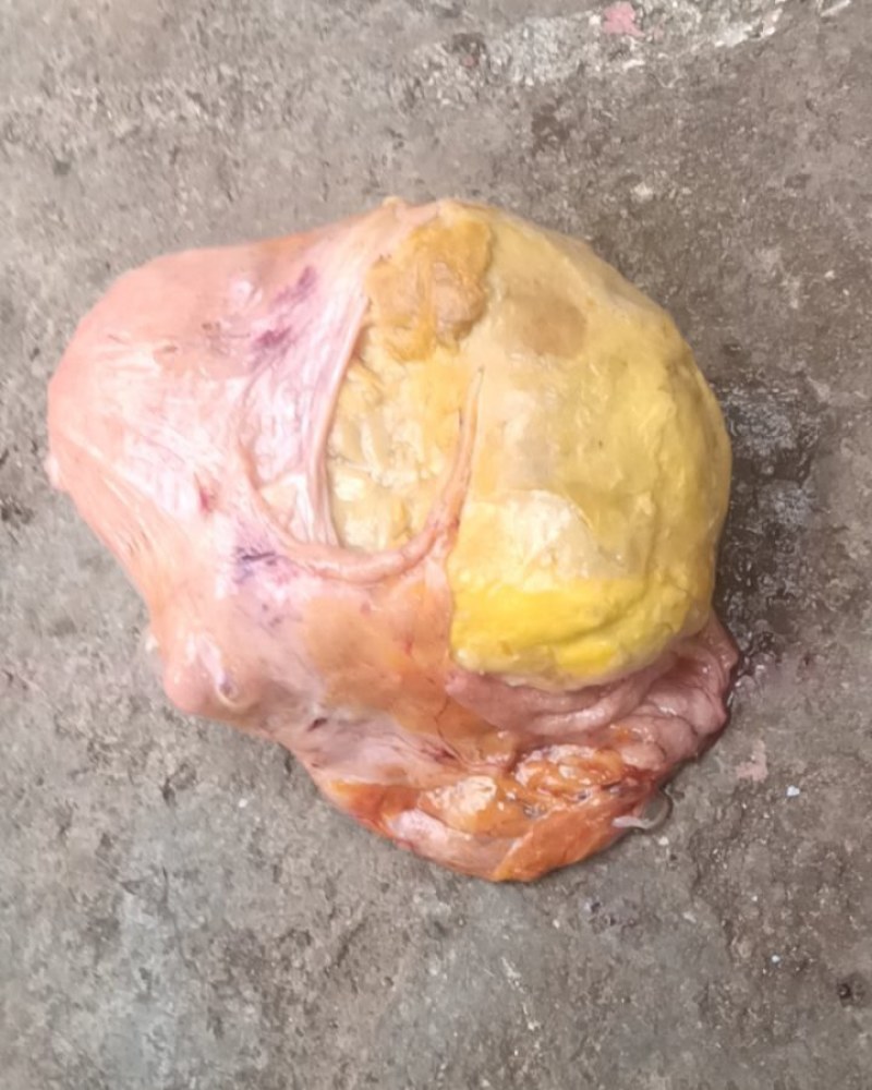 鸡身上的鸡宝