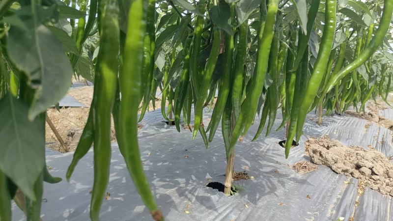 海南鲜辣椒