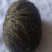 猪宝