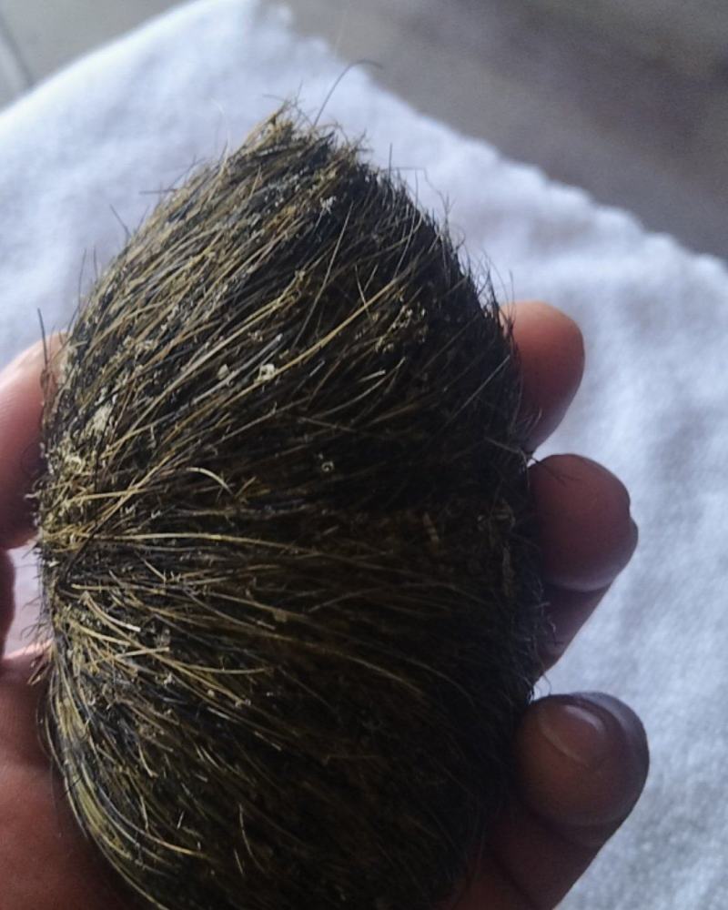 猪宝