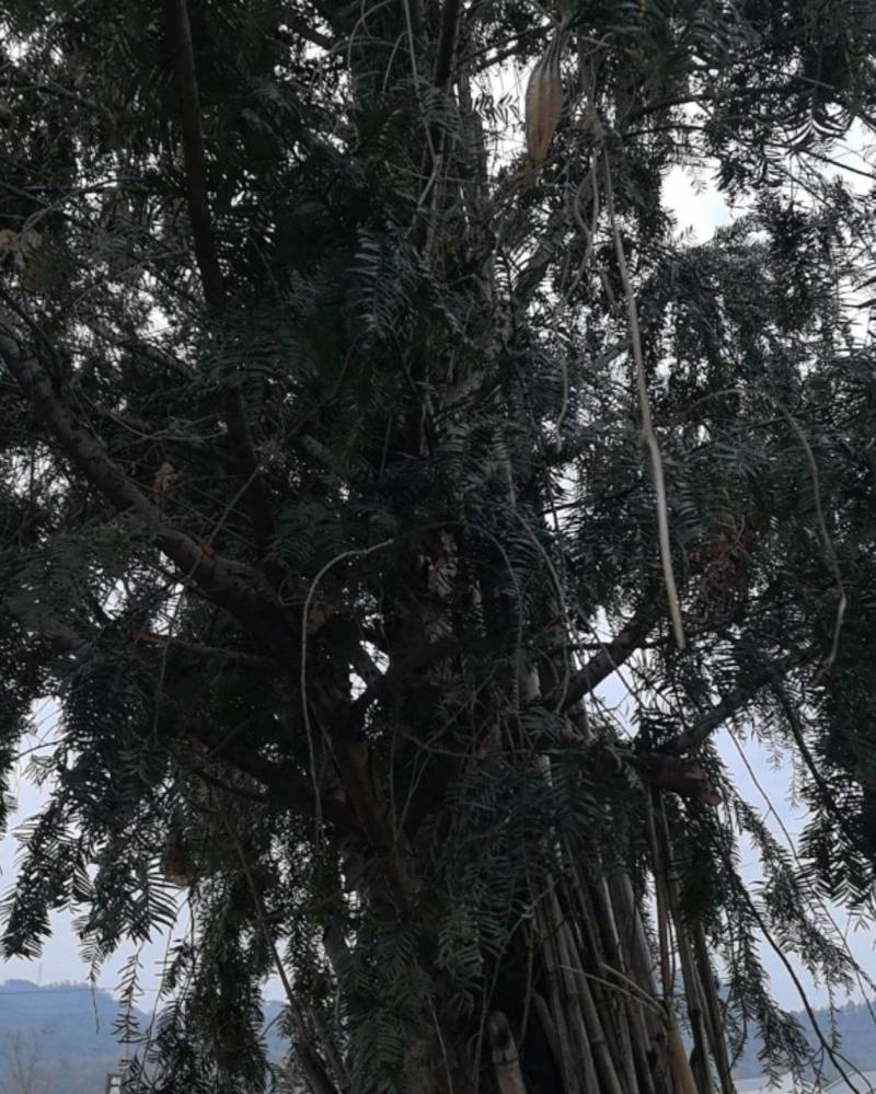 18年树龄红豆杉