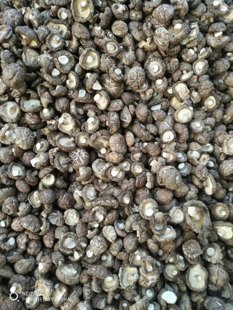 香菇烘干香菇