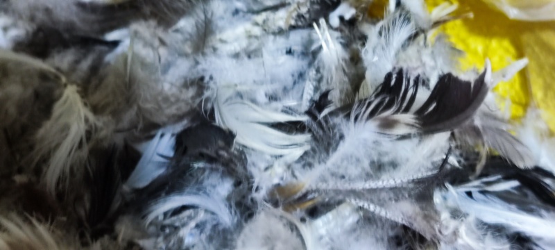 鸭毛
