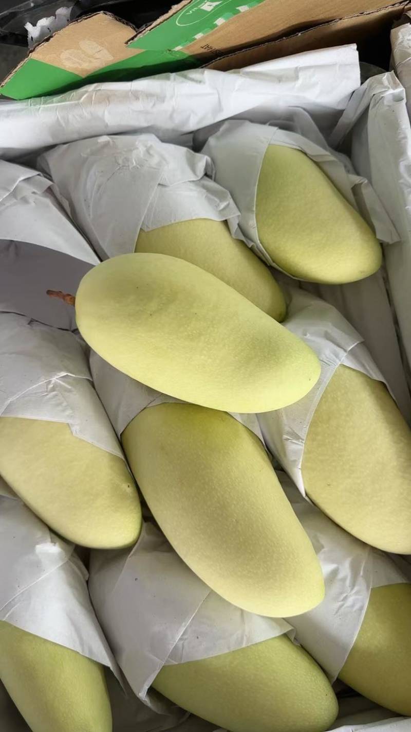 金煌芒套金白金芒果大量货源全国供应充足货源
