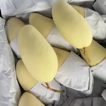金煌芒套金白金芒果大量货源全国供应充足货源