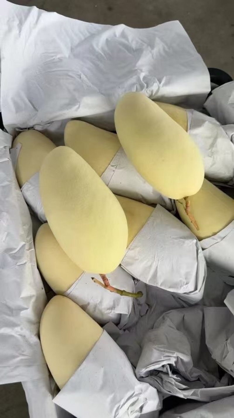 金煌芒套金白金芒果大量货源全国供应充足货源