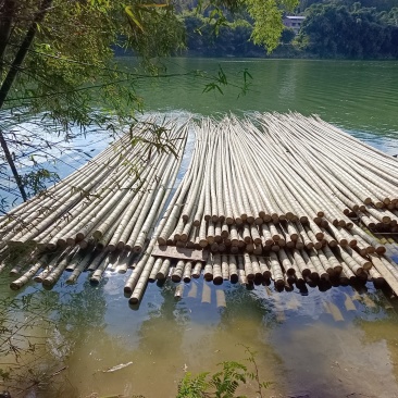 海竹